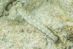 Omobranchus germaini