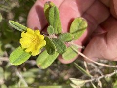 Hibbertia bicarpellata
