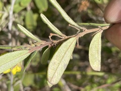Hibbertia bicarpellata