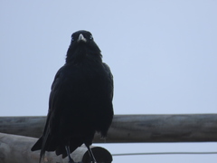 Corvus coronoides
