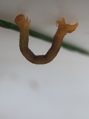 Cyclophora obstataria