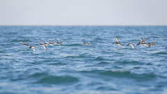 Synthliboramphus antiquus