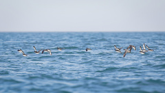 Synthliboramphus antiquus