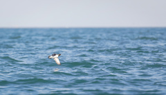 Synthliboramphus antiquus