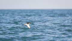 Synthliboramphus antiquus