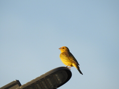 Sicalis flaveola