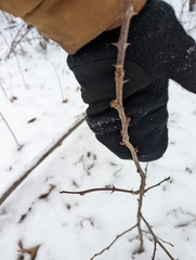Zanthoxylum americanum