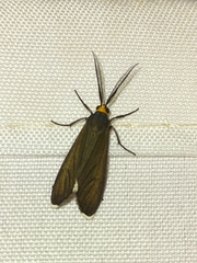 Ctenucha rubriceps