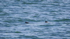 Synthliboramphus antiquus