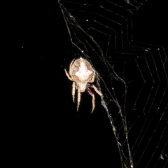 Socca pustulosa