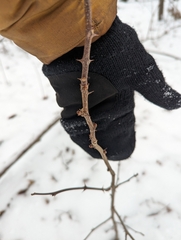 Zanthoxylum americanum