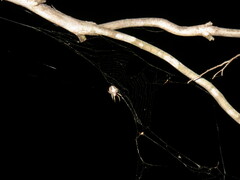 Socca pustulosa
