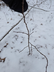 Zanthoxylum americanum