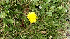 Taraxacum officinale