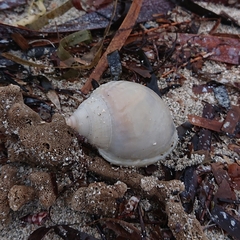 Semicassis semigranosa