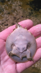 Apalone spinifera aspera