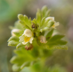 Euphrasia mollis