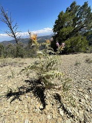Cirsium barnebyi
