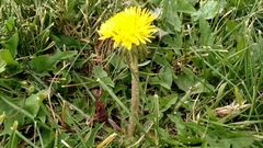 Taraxacum officinale