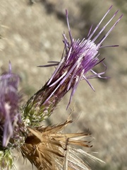 Cirsium barnebyi