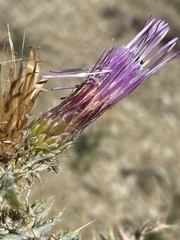 Cirsium barnebyi