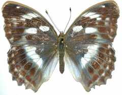 Argynnis sagana