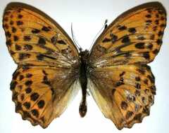 Argynnis sagana