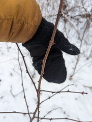 Zanthoxylum americanum