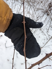 Zanthoxylum americanum