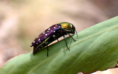 Diphucrania leucosticta
