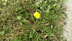 Taraxacum officinale