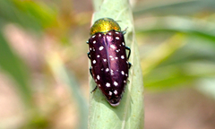 Diphucrania leucosticta