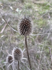 Dipsacus sativus