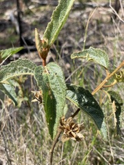Hibiscus normanii