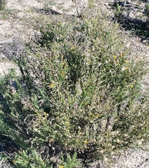 Ericameria ericoides