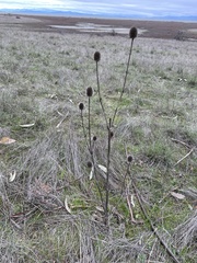 Dipsacus sativus
