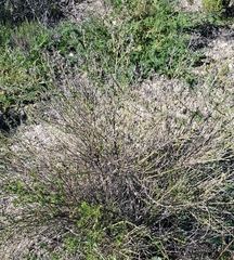 Lepidospartum squamatum