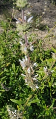 Salvia mellifera