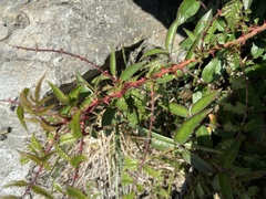 Rubus croceacanthus