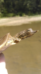 Apalone spinifera aspera