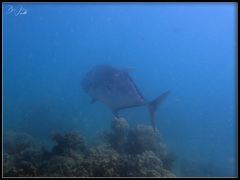 Caranx ignobilis