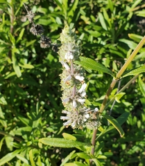 Salvia mellifera