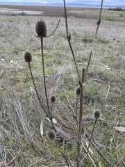 Dipsacus sativus