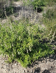 Salvia mellifera