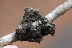 Callirhytis quercusbatatoides