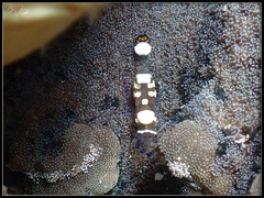 Ancylocaris brevicarpalis