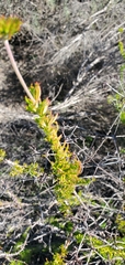 Eriogonum fasciculatum