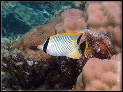 Chaetodon trifascialis