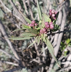 Baccharis salicifolia