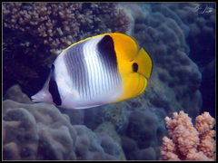 Chaetodon ulietensis